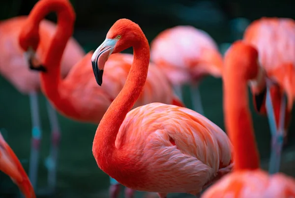 Hermosos Flamencos Caminando Agua Con Hierba Verde Fondo Flamingo Americano — Foto de Stock