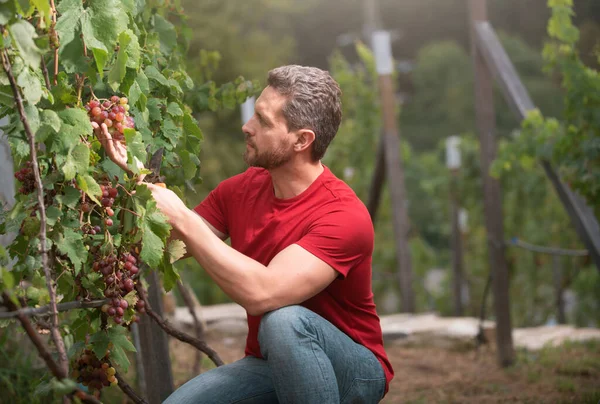 夏天葡萄收获时的园艺师 文德雷泽切葡萄束 男性葡萄园主 人类采集器从葡萄树上切葡萄 — 图库照片