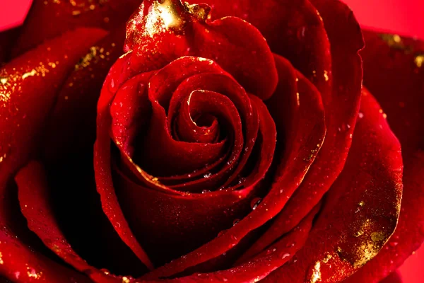 Róża Złotymi Płatkami Farby Zbliżenie Złotych Róż Złota Różana Tapeta — Zdjęcie stockowe