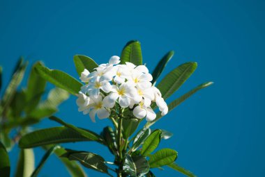 Mavi gökyüzü arka planında beyaz rubra çiçekleri. Frangipani çiçeği. Plumeria pudica beyaz çiçekler, yeşil yapraklı arka plan