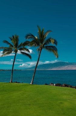 Kum, okyanus, palmiye yaprakları, palmiye ağaçları ve mavi gökyüzü olan tropik deniz plajı. Yaz sahili geçmişi