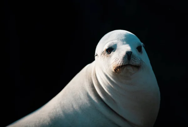 Close Van Antarctische Zeehond Havenzegel Zeehonden Rotsen Zeeleeuwen Klif Bij — Stockfoto