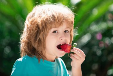 Tatlı çocuk çilek yiyor. Çocuklar taze organik çilek topluyor. Çocuk çileği