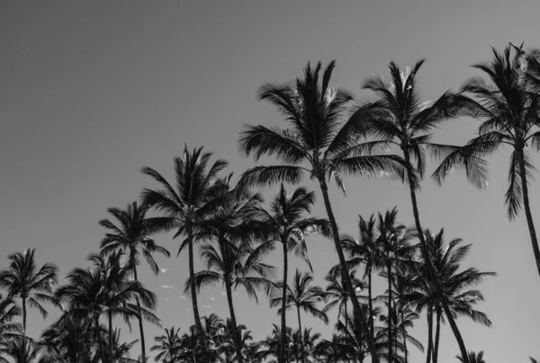 棕榈景观与阳光热带天堂 热带棕榈树 有阳光在天空的抽象背景 暑假和自然旅行探险概念 — 图库照片