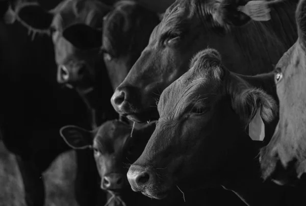 Primer Plano Vaca Lechera Una Granja Rebaño Vacas — Foto de Stock
