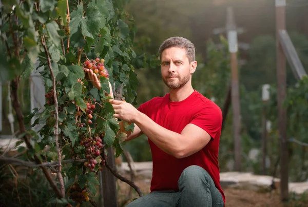 Gärtner Bei Der Sommertraubenernte Landwirt Bei Der Traubenernte Auf Dem — Stockfoto