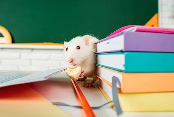 Vzdělávání Věda Škola Učení Studium Koncepce Vtipná Zvířata Bílá Krysa — Stock fotografie