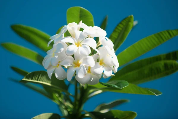 Plumeria Rubra Blanc Fleurs Sur Fond Bleu Ciel Une Fleur — Photo