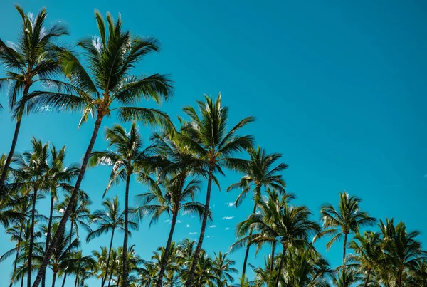 棕榈景观与阳光热带天堂 蓝天棕榈树热带海岸棕榈树椰树 — 图库照片