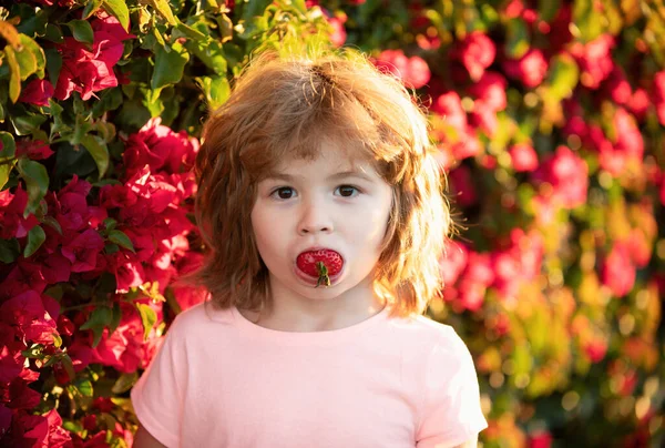 Niño Comiendo Fresa Naturaleza Niño Divertido Disfruta Una Deliciosa Baya —  Fotos de Stock