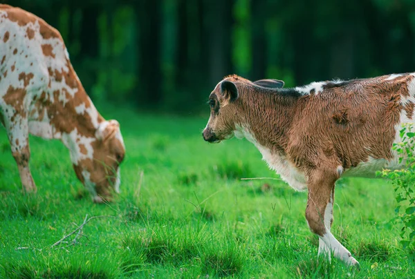 Kráva Pojídající Trávu Stádo Krav Farmě — Stock fotografie