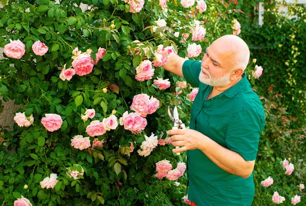 Senior Man Gardener Garden Cutting Roses Grandfather Working Backyard Spring — Stock Photo, Image