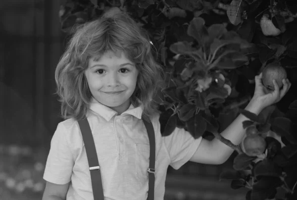 Dziecko Zbierające Jabłka Podwórku Ogrodzie Sadowym Dzieci Jabłkami Jesiennych Zbiorach — Zdjęcie stockowe