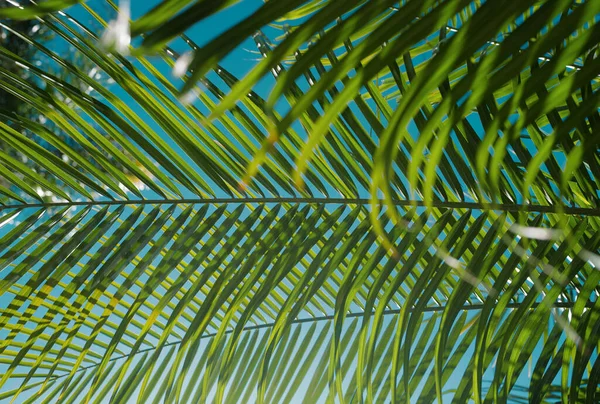 Hindistan Cevizi Palmiyeleri Yeşil Doku Arka Planı Gökyüzünde Tropik Hindistan — Stok fotoğraf