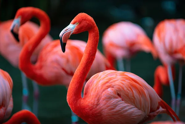 Flamingo Maior Phoenicopterus Roseus Colônia Flamingos Rosa Preparando Enquanto Vagava — Fotografia de Stock