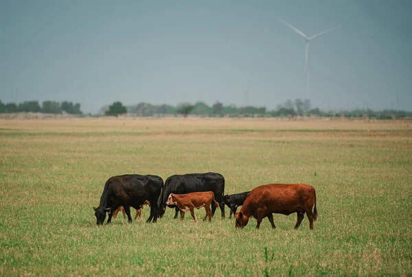 Louka Pasoucími Krávami Telaty Krávy Travnatém Poli Slunečného Dne — Stock fotografie