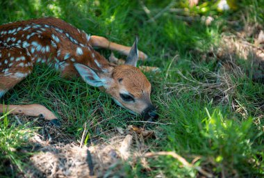 Hayvan Doğa. Geyik Fawn. Bambi. Beyaz kuyruklu genç geyik, capreolus. Güzel vahşi yaşam geyiği