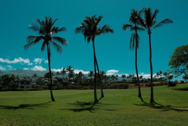 Hindistan cevizi palmiyeleri, güzel tropikal desen gökyüzünde güneş ışığı soyut arkaplan. Palmiye manzarası