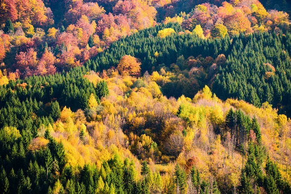 赤黄橙色の葉を持つ黄金の秋の自然背景 パターンデザインテクスチャリファレンスゴールドシーズン壁紙 — ストック写真