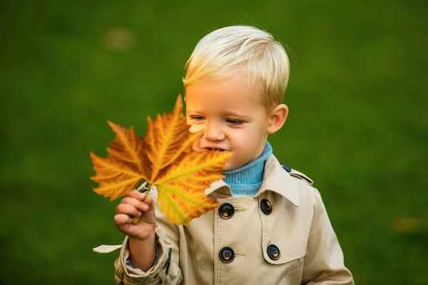 可爱的孩子在大自然中抱着秋天的叶子 小男孩在秋天的公园里散步 — 图库照片