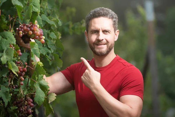 Weingut Weinbauer Beim Traubenschneiden Mann Erntet Trauben Weinberg Arbeiter Pflückt — Stockfoto