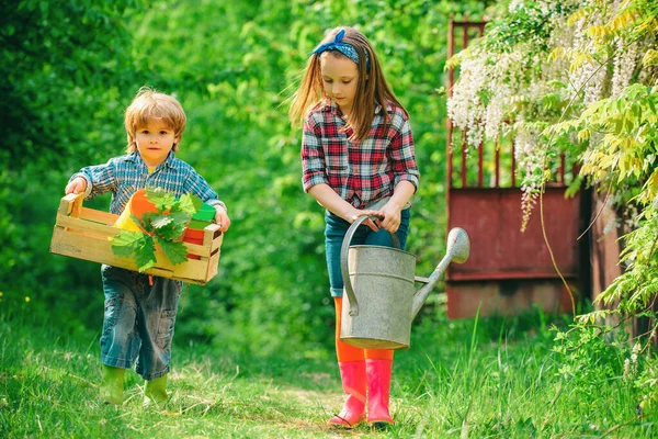 Childhood Countryside Farmers Children Hold Box Watering Can Lovely Children — Stock Photo, Image