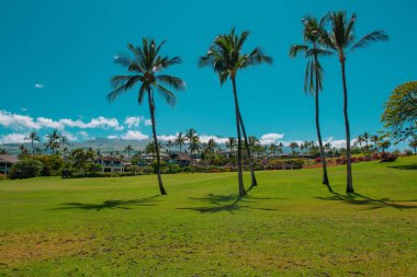 Gökyüzünde güneş ışığı olan tropik palmiye ağacı soyut bir arkaplan. Yaz tatili ve doğa yolculuğu macera konsepti. Palmiye manzarası