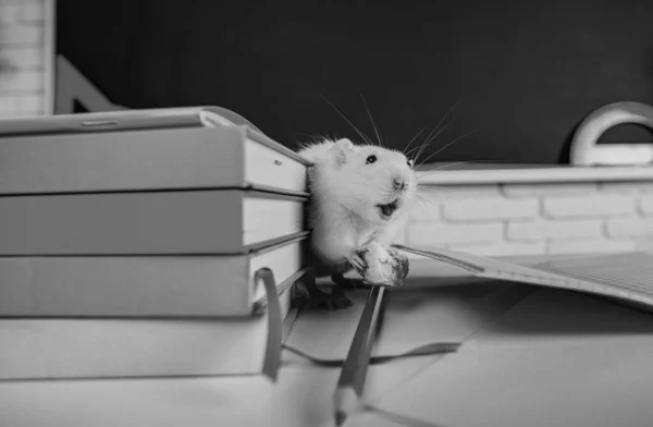 Oktatási Koncepció Patkány Könyvek Osztályban Előadóterem Felett Tábla Háttér — Stock Fotó