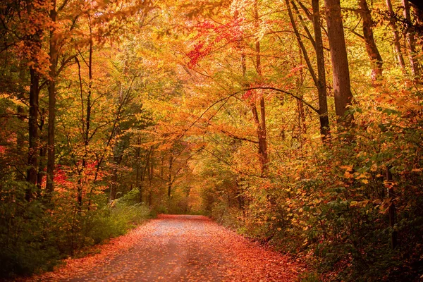 Natureza Floresta Outono Bonito Beco Romântico Parque Com Árvores Coloridas — Fotografia de Stock