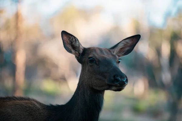 Witstaarthert Fawn Het Concept Wilde Dieren Een Bambi Jonge Reeën — Stockfoto