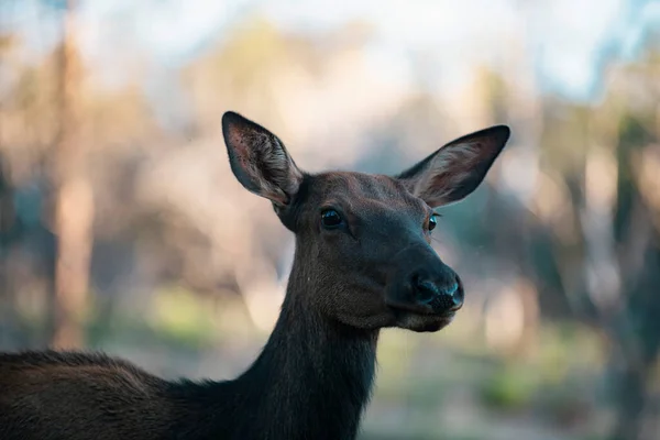 Corça no campo.  Baby animals, Cute animals, Animals wild