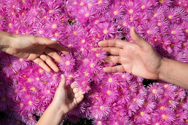 全家人的手 母亲和孩子在一起在粉红的衬托下 粉红的雏菊质感背景 支持和关爱家人的手势 — 图库照片