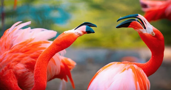 Schöne Flamingos Die Wasser Mit Grünen Gräsern Hintergrund Spazieren Gehen — Stockfoto