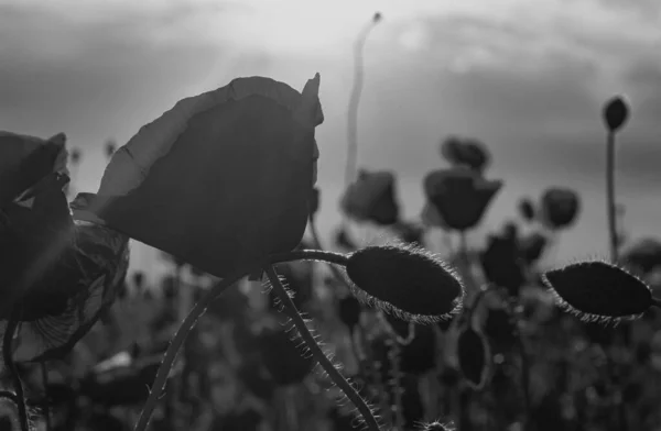 양귀비 들판에서 피어나는 햇빛에 반하여 장미꽃 기념일 뉴질랜드 오스트레일리아 캐나다 — 스톡 사진