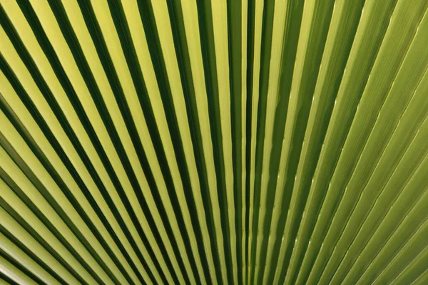 Grüne Blätter Bilden Ein Laubmuster Dschungel Kokospalmen Grüne Textur Hintergrund — Stockfoto