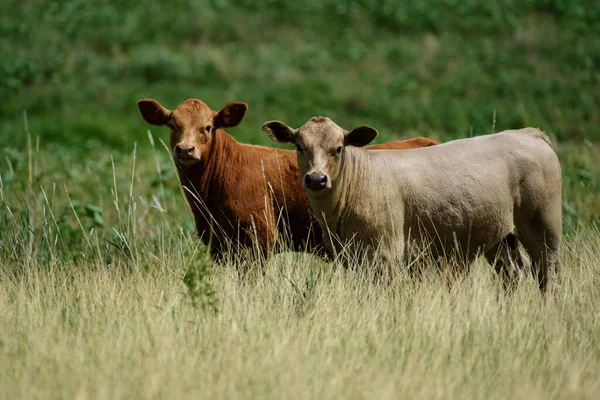 Very Cute Newborn Holstein Calf Laying Grass — Stock Photo, Image