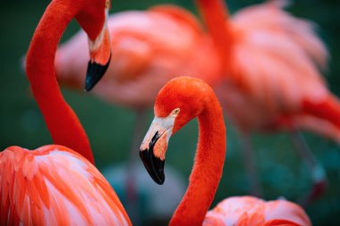 Doğadaki pembe flamingonun yakın portresi. Phoenicopterus ruber dişiyle yakın temas halinde. Güzellik Flamingoları