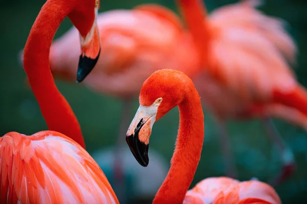 Close Retrato Flamingo Rosa Natureza Phoenicopterus Ruber Contacto Próximo Com — Fotografia de Stock