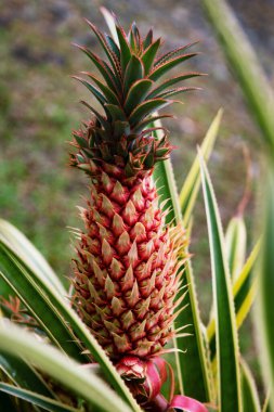 Hawaii 'de ananas yetiştiren ananas bitkileri. Tropik ananas meyvesi. Bahçede büyüyen ananas tropikal meyvesi