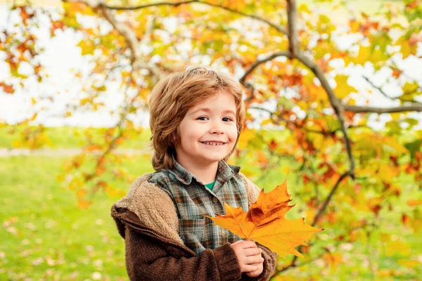 Autumn Portrait Cute Little Boy Child Leaf Autumn Park — Stock Photo, Image