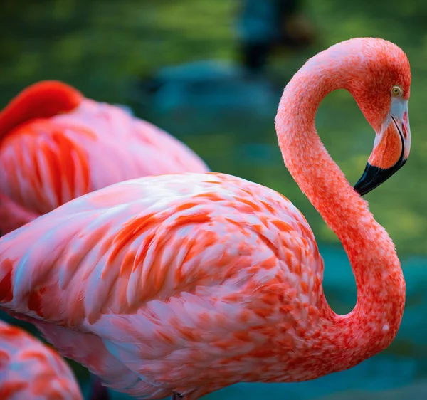 Amerikan Flamingosu. Flamingolar. Güzel kuşlar flamingo grubu