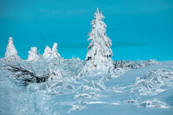 Ośnieżone Drzewa Górach Zimowym Krajobrazie Zimowe Tło Lasu Natura Zimowa — Zdjęcie stockowe
