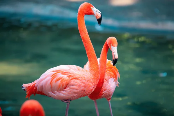 Lindo Flamingo Rosa Rebanho Flamingos Cor Rosa Numa Lagoa Flamingos — Fotografia de Stock
