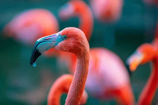 Close Portrait American Caribbean Flamingo Phoenicopterus Ruber Flamingos Flamingoes Type — стокове фото