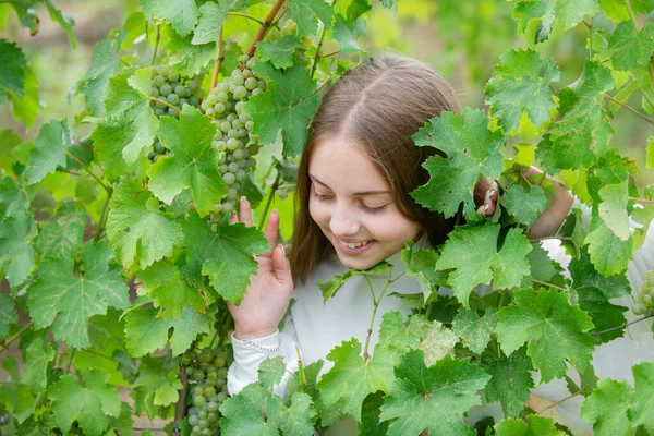 外面有葡萄的小女孩 笑着快乐的孩子吃成熟的葡萄葡萄藤背景 有收获的孩子葡萄园上的小孩肖像小孩在葡萄藤上采摘成熟的葡萄 — 图库照片
