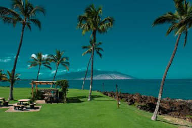 Palmiye adası cennet duvar kağıdı. Gökyüzünde güneş ışığı olan tropik palmiye ağacı soyut bir arkaplan. Yaz tatili ve doğa yolculuğu macera konsepti