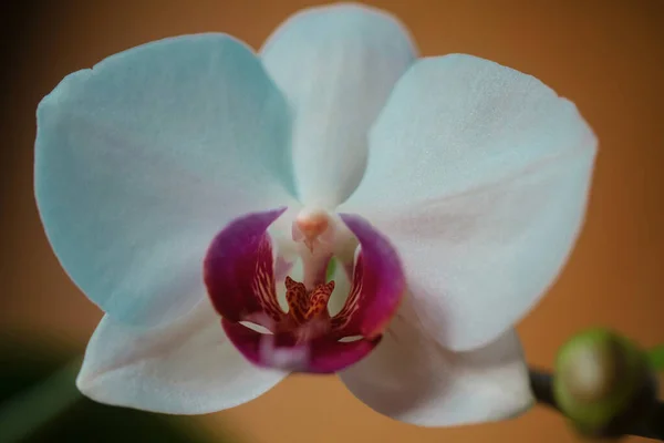 Orchid Bloom Flower Decorative Flowers Home Phalaenopsis Growing Floral Concept — Stock Photo, Image