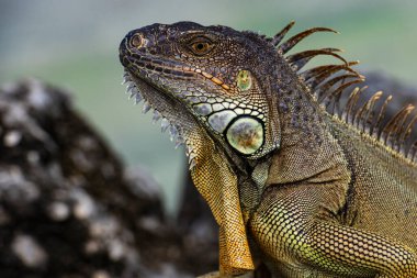 Taşın üstünde iguana kertenkelesi. İguana iguana familyasından bir kertenkele sürüngendir. Ve alt familya Iguanidae 'de