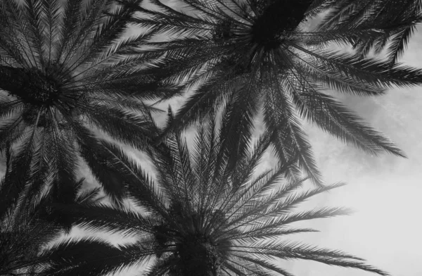 Palmer Bakgrund Sol Ljus Himmel Tropiska Palm Kokosnötsträd Himlen Natur — Stockfoto