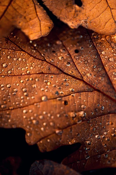 秋には バックグラウンドを閉じます 秋の背景のための水滴を持つカエデの葉 凍ったカエデの葉 — ストック写真